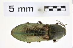 Foto (Dorsalansicht) von Selatosomus (Selatosomus) gloriosus (Kishii, 1955) (NHMW-ZOO-COL-0008374)